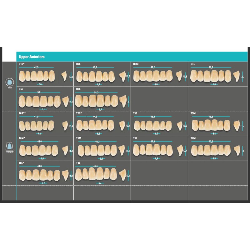 VITA PHYSIODENS ANTERIORI